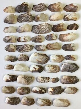 Seashells 50 Turkey Wing & Mossy Ark Shells 1-1/8” to 2-1/2” Beach Crafts Decor